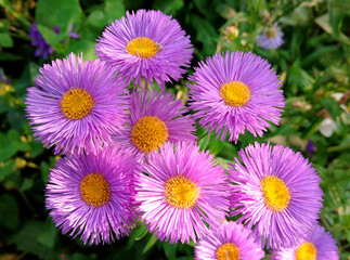Bouquet of erigeron flowers in the garden
