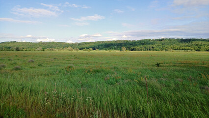Fototapeta premium Beautiful meadow with herbs and trees in the forest against the sky. Summer landscape, green grass