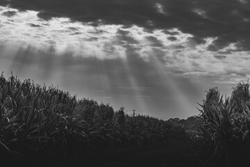 A dramatic view of the black and white landscape with the sun's rays breaking through the clouds over a field of tall plants, creating a mystical atmosphere