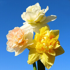 Bouquet of daffodils flowers on blue sky background