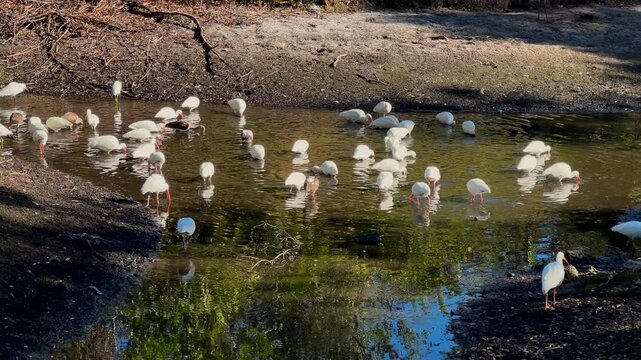 Group of white tropical water birds white ibis hunting in lake in Sarasota