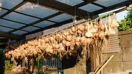 軒端のタマネギ