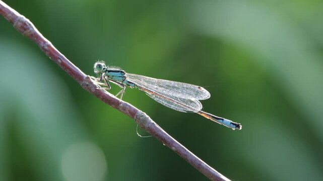 Grosse Pechlibelle (Ischnura elegans) sitzt auf einem Zweig und putzt sich