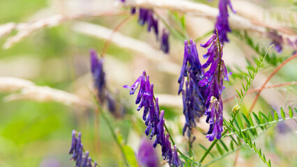 purple flowers in a meadow