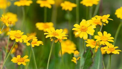 Fototapeta premium yellow flowers in spring