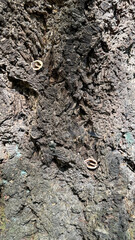Amidst the rough texture of the pine bark are two walnut halves, carefully placed by someone. The photo shows the natural texture of wood in its natural environment.