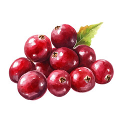 Tart Fresh Ripe Cranberry, watercolor drawing vector, isolated on a white background.