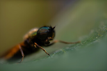 Cute bee. Megalodontes fabricii Megalodontes. Nature background. 