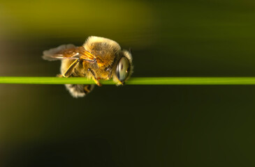 Cute bee. Nature background.  