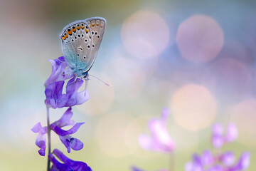 Butterfly. Nature background. 