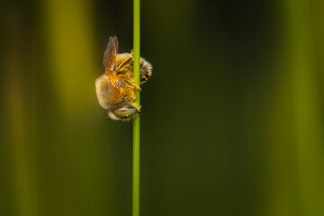 Cute bee. Nature background.  
