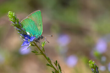 Butterfly. Callophrys rubi Green Hairstreak. Nature background.  
