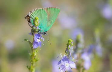 Butterfly. Callophrys rubi Green Hairstreak. Nature background.  