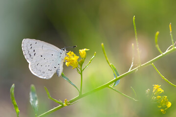Celastrina argiolus Holly Blue. Nature background. 