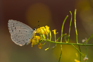 Celastrina argiolus Holly Blue. Nature background. 