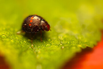 Ladybird. Macro nature. Nature background. 