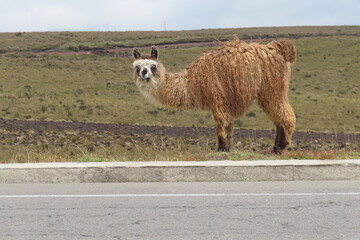 Alpaca de los Paramos Andinos.