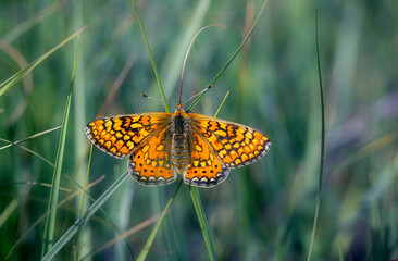 Butterfly. Euphydryas aurinia Marsh Fritillary. Nature background. 