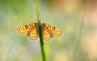 Butterfly. Euphydryas aurinia Marsh Fritillary. Nature background. 
