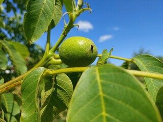 Green Walnut Fruits Growing on a Tree Branch Under a Clear Blue Sky in Late Summer