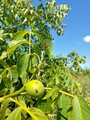 Growing Green Walnut Fruits Among Lush Foliage on a Bright Sunny Day