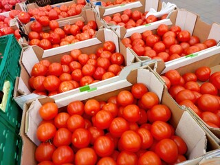 Fresh Red Tomatoes Neatly Arranged in Boxes at a Market During Midday Hours