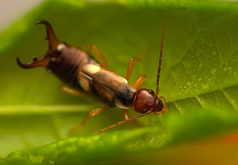 Insect. Forficula auricularia European Earwig  Ringlegged Earwig. Nature background. 