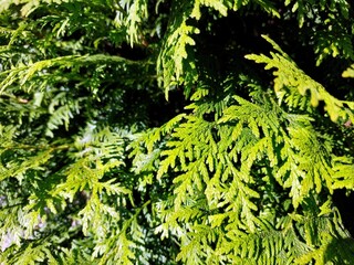Vibrant Thuja Leaves Showcasing Lush Greenery During Bright Daylight