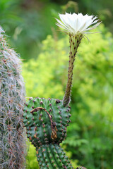 cactus echinopsis eyriesii flower in a pot