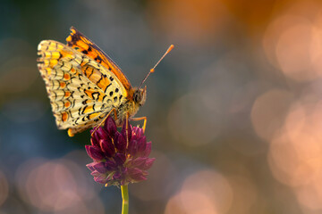 Colorful butterfly. Melitaea phoebe Knapweed Fritillary. Nature background. 