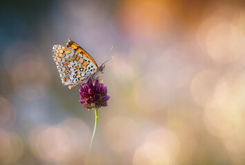 Colorful butterfly. Melitaea phoebe Knapweed Fritillary. Nature background. 