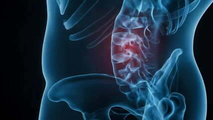Human Lumbar Spine Anatomy 3D Rendering with Red Pain Indication