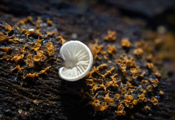 A mushroom photographed in its habitat. Natural and aesthetic mushroom photograph. Nature background. 