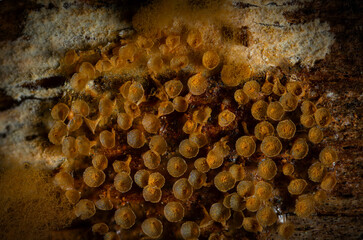 Slime molds. The smallest mushrooms in the world. Mysterious creatures of nature. Nature...