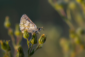 Olive Skipper,Pyrgus serratulae