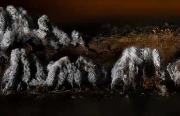 Slime molds. The smallest mushrooms in the world. Mysterious creatures of nature. Nature...