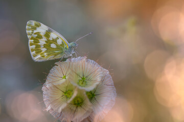 Photo of a cute butterfly in a wonderful habitat. Colorful nature background. Pontia edusa. Eastern Bath White.