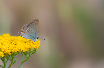 Cute butterfly. Satyrium acaciae. Sloe Hairstreak. Colorful nature background. 