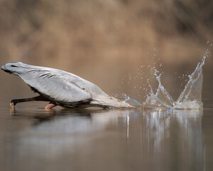 Great Blue Heron diving in.