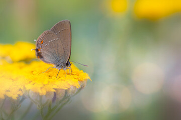 Cute butterfly. Satyrium acaciae. Sloe Hairstreak. Colorful nature background. 