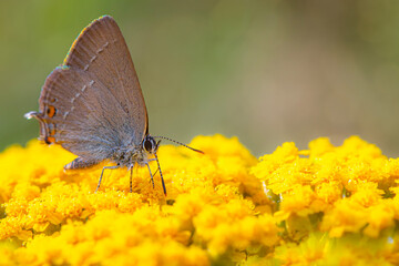Cute butterfly. Satyrium acaciae. Sloe Hairstreak. Colorful nature background. 