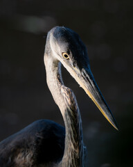 Great Blue Heron on the prowl.