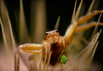 Spider. Close up nature. Nature background. 