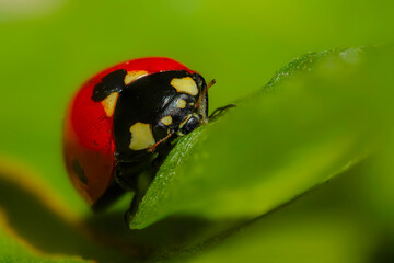 Ladybird. Macro nature. Nature background. 