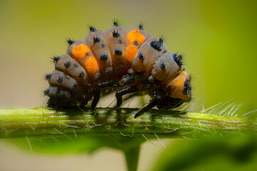 A caterpillar that will soon become a ladybug. Ladybird. Macro nature. Nature background. 