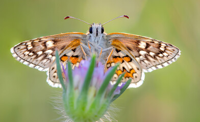 Cute butterfly. Yellow banded Skipper. Pyrgus sidae. Colorful nature background. 