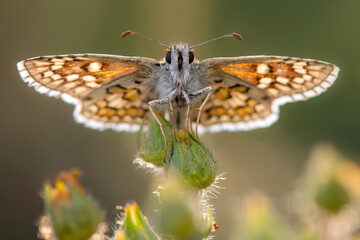 Cute butterfly. Yellow banded Skipper. Pyrgus sidae. Colorful nature background. 