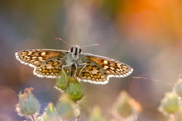 Cute butterfly. Yellow banded Skipper. Pyrgus sidae. Colorful nature background. 