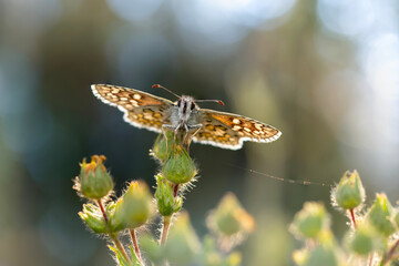 Cute butterfly. Yellow banded Skipper. Pyrgus sidae. Colorful nature background. 