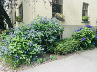 Purple Flowers on Street Corner